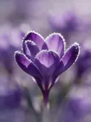 Fotografie van krokus in de vorst, dieppaars