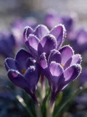 Fotografie van krokus in de vorst, dieppaars