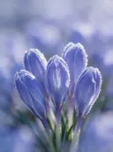 Fotografie van krokus in de vorst