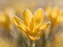 Fotografie van krokus in de vorst, goudgeel