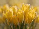 Fotografie van krokus in de vorst, goudgeel
