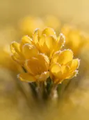 Fotografie van krokus in de vorst, goudgeel