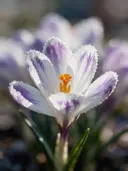 Fotografie van krokus in de vorst, wit met paarse veren