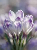 Fotografie van krokus in de vorst, wit met paarse veren