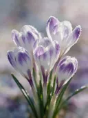 Fotografie van krokus in de vorst, wit met paarse veren