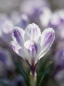 Fotografie van krokus in de vorst, wit met paarse veren