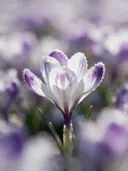 Fotografie van krokus in de vorst, wit met paarse veren