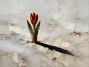 Krokus in roest, schilderij van krokus