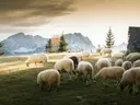 Kudde schapen grazend op een grasveld in de bergen bij zonsondergang, met een houten hut op de achtergrond.