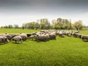 Een kudde schapen die grazen in een groen weiland met bomen op de achtergrond.