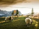 Kudde schapen grazend op een berghelling met bergen op de achtergrond.