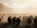 Grote kudde schapen die door stofwolken loopt, met tegenlicht van de laagstaande zon.