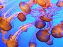 Groep oranje kwallen zwevend in blauw water met lange tentakels.