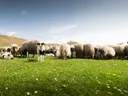 Een wit-zwart lammetje tussen een kudde schapen in een grasveld met madeliefjes.