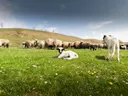 Twee witte lammetjes op de voorgrond met een kudde schapen in een groene weide.