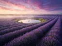 Landschapsfoto van lavendel bij de ochtendmist, met een koppel eenden
