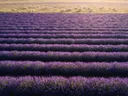 Landschapsfoto van lavendel bij het gouden uur, met een kudde schapen