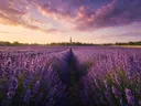 Landschapsfoto van lavendel bij het gouden uur, met een kerktoren die boven de bomen uitsteekt