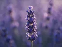 Fotografie van lavendel in het gouden uur, diep paarsblauw