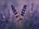 Fotografie van lavendel in het gouden uur, diep paarsblauw