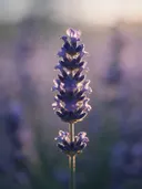 Fotografie van lavendel in het gouden uur, diep paarsblauw