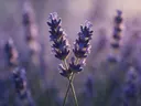 Fotografie van lavendel in het gouden uur, diep paarsblauw