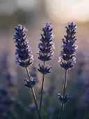 Fotografie van lavendel in het gouden uur, diep paarsblauw