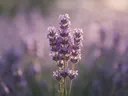 Fotografie van lavendel in het gouden uur, zacht violetpaars