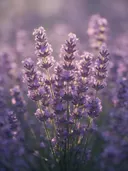 Fotografie van lavendel in het gouden uur, zacht violetpaars