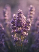 Fotografie van lavendel in het gouden uur, zacht violetpaars