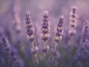 Fotografie van lavendel in het gouden uur, zacht violetpaars