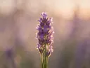 Fotografie van lavendel in het gouden uur, zacht violetpaars