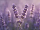 Fotografie van lavendel in het gouden uur, zacht violetpaars