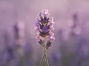 Fotografie van lavendel in het gouden uur, zacht violetpaars