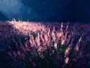 Lavendel in het landschap in groenroze, schilderij van lavendel