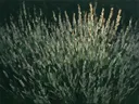 Lavendel in saliegrijs, schilderij van lavendel tegen de lucht