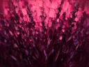 Lavendel van dichtbij in fuchsia, schilderij van lavendel van dichtbij