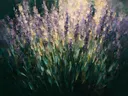 Schilderij van lavendel van dichtbij in zeegroen, in vlakke kleurvlakken