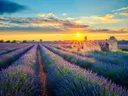 Paars lavendelveld met een oude ruïne op de achtergrond bij zonsondergang