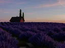 Klein huisje tussen rijen lavendel bij zonsondergang.