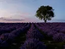 Lavendelveld met een alleenstaande boom aan de horizon bij zonsondergang.