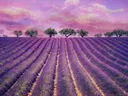 Lavendel