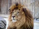 Leeuw bij de rotsen, dieren schilderij