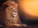 Leeuw tegen oranje zonsondergang