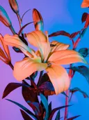 Close-up van een oranje lelie met kleurrijke roze en blauwe verlichting.