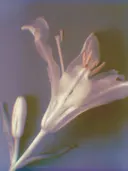 Wazige macrofoto van een witte lelie met meeldraden tegen een paarsgrijze achtergrond