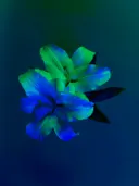Twee lelies met blauw-groene kleurtint tegen een donkere achtergrond.