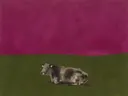 Schilderij van liggende koe in magenta en olijfgroen, in vlakke kleurvlakken