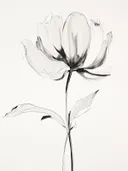 Zwart-wit lijntekening van één enkele bloem op een lichte achtergrond.
