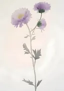 Schilderij van lila chrysanten